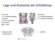 Lage und Anatomie der Schilddrüse