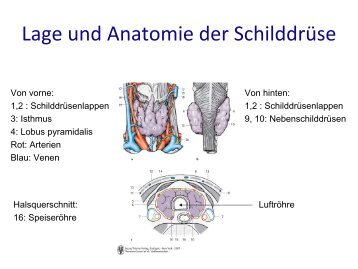 Lage und Anatomie der Schilddrüse