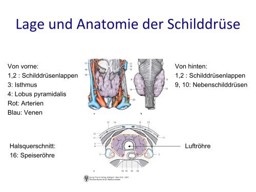 Lage und Anatomie der Schilddrüse