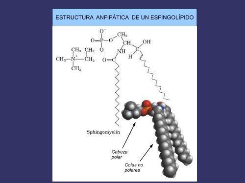 LIPIDOS Con ácidos grasos (Saponificables) Sin ácidos grasos ...