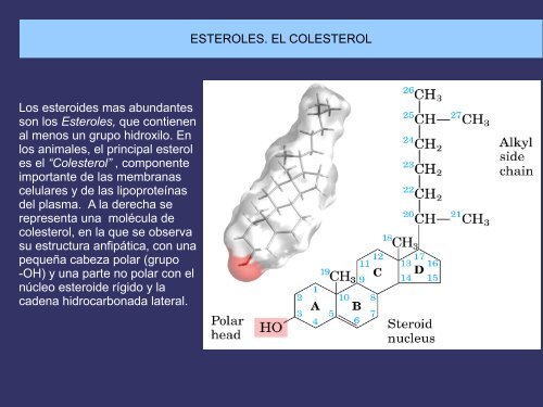 LIPIDOS Con ácidos grasos (Saponificables) Sin ácidos grasos ...