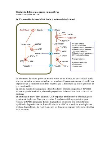 Biosíntesis de los ácidos grasos en mamíferos 1) Exportación del ...