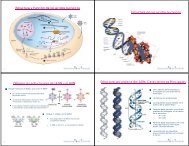Estructura y Función de los ácidos nucleicos Estructura de los ...