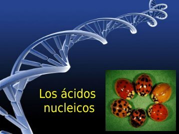 Los ácidos nucleicos