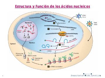 Acidos nucleicos