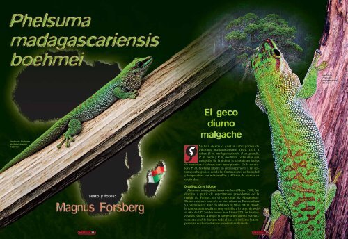 Phelsuma madagascariensis boehmei, el geco diurno ... - Reptilia