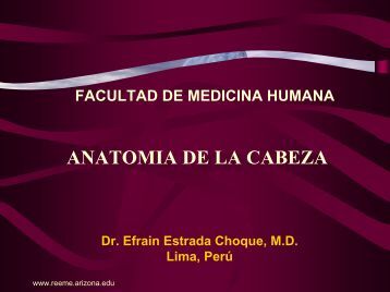 La raíz de la bardana el medio de la caída de los cabello
