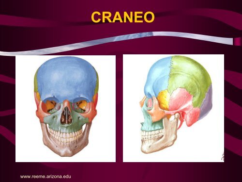 Anatomía de la Cabeza