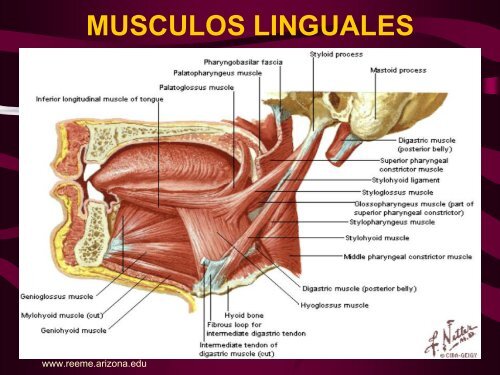 Anatomía de la Cabeza