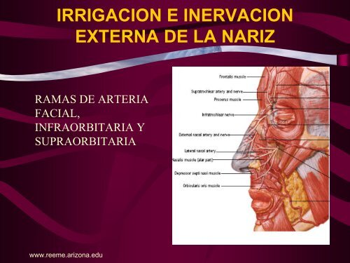 Anatomía de la Cabeza