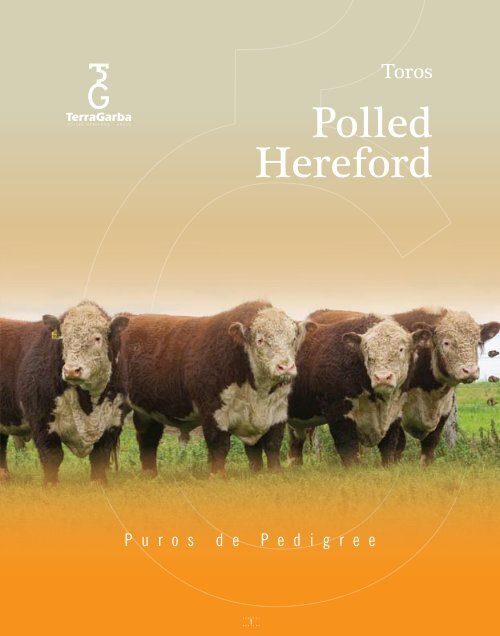 Polled Hereford - TerraGarba