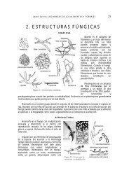 2. ESTRUCTURAS FÚNGICAS