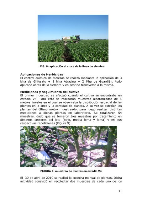 Sistema de siembra con surcos apareados en cultivo de maíz INTA ...