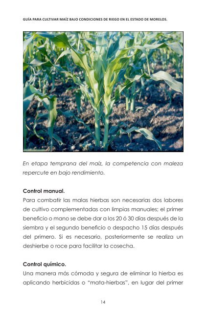 Guía para cultivar maíz bajo condiciones de riego en el estado de ...