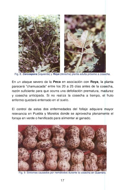 Guía Para Cultivar Cacahuate De Temporal En La ... - COFUPRO