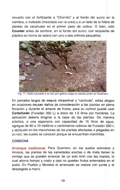 Guía Para Cultivar Cacahuate De Temporal En La ... - COFUPRO