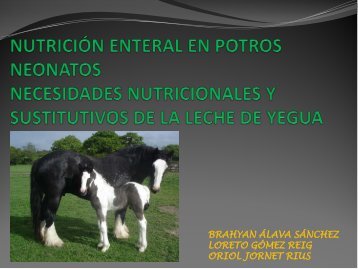 Nutrición enteral en potros