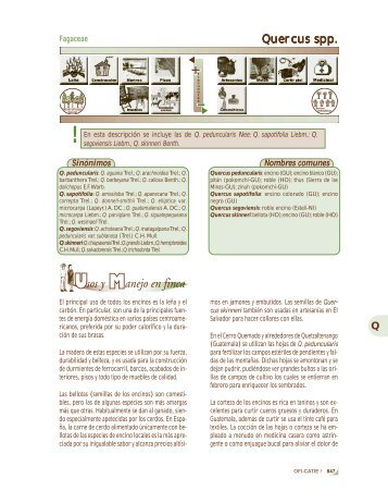 quercus spp.pmd - The Árboles de Centroamérica project