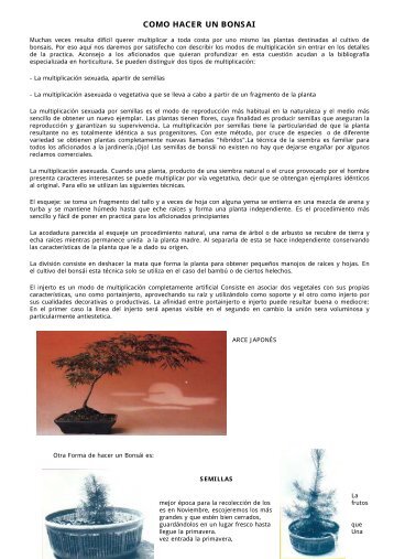 COMO HACER UN BONSAI - BonsaiMe