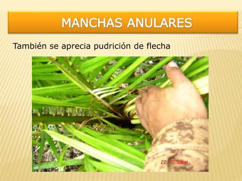 Enfermedades que afectan a la palma aceitera