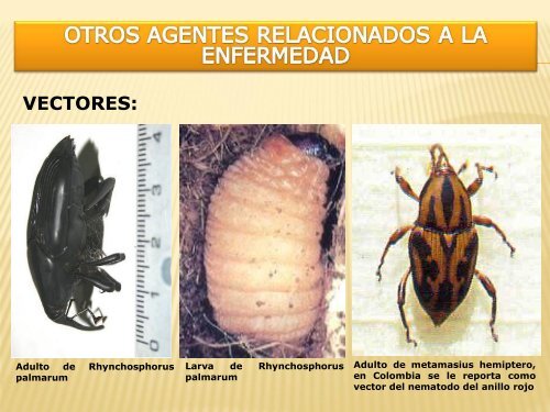 Enfermedades que afectan a la palma aceitera