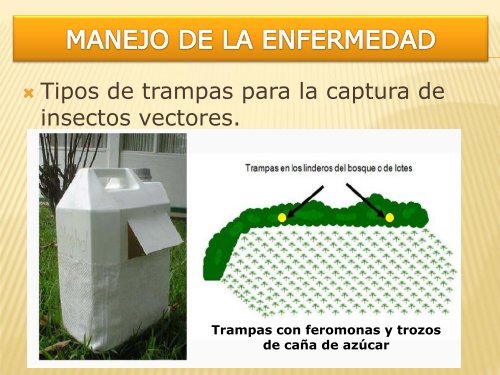 Enfermedades que afectan a la palma aceitera