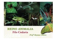 Reino Animalia - Filo Cnidaria