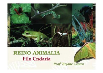 Reino Animalia - Filo Cnidaria