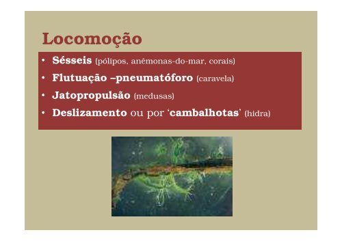 Reino Animalia - Filo Cnidaria