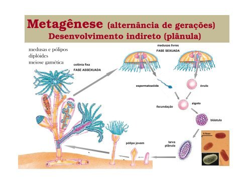 Reino Animalia - Filo Cnidaria