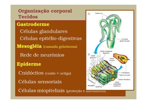 Reino Animalia - Filo Cnidaria