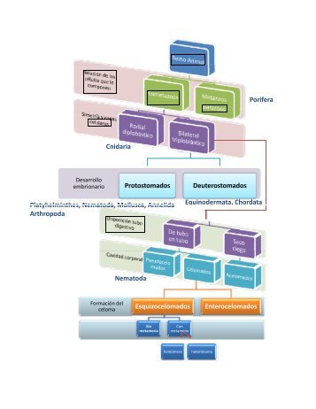 Porifera Cnidaria Protostomados Deuterostomados Platyhelminthes ...