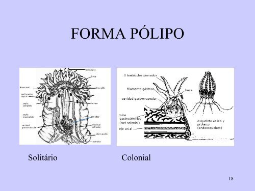 Aulas 1 a 3. Introducao, Filo Cnidaria, Classes Hydrozoa ...