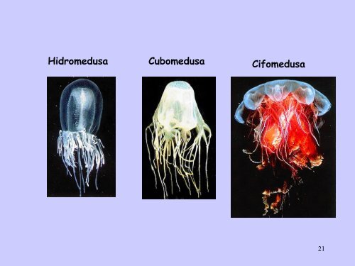 Aulas 1 a 3. Introducao, Filo Cnidaria, Classes Hydrozoa ...