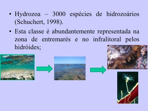 Aulas 1 a 3. Introducao, Filo Cnidaria, Classes Hydrozoa ...