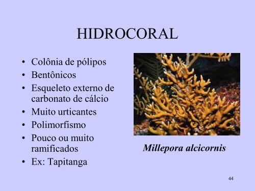 Aulas 1 a 3. Introducao, Filo Cnidaria, Classes Hydrozoa ...