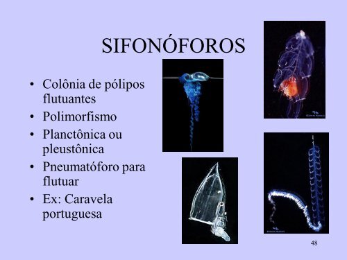 Aulas 1 a 3. Introducao, Filo Cnidaria, Classes Hydrozoa ...