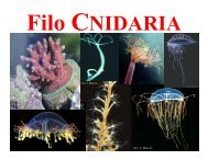 Aula 12 - Cnidaria-Hydrozoa - DBI