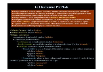La Clasificación Por Phyla - Blogs | UTN Mar del Plata