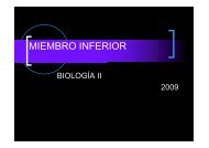 Miembro Inferior II