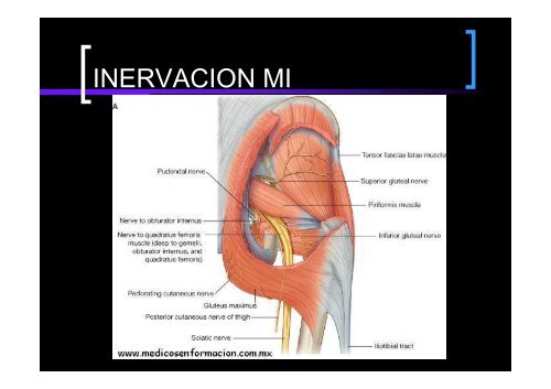 Miembro Inferior II