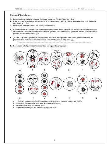 (lineal, ciclada): glucosa, fructosa, sacarosa, Glicina-Cisteína, . (2p).