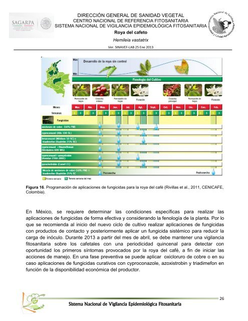 FICHA TÉCNICA ROYA DEL CAFETO Hemileia vastatrix Berkeley ...