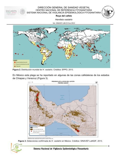 FICHA TÉCNICA ROYA DEL CAFETO Hemileia vastatrix Berkeley ...