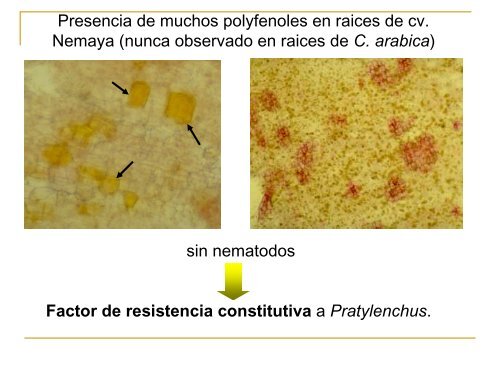 Los nematodos parasitos del cafeto - Ramacafe.org