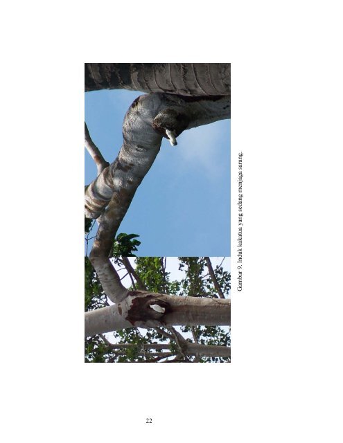 Sebaran dan karakteristik pohon sarang Kakatua - Komodo National ...