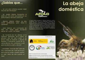 La abeja doméstica (Nivel 1, infantil) - apolo