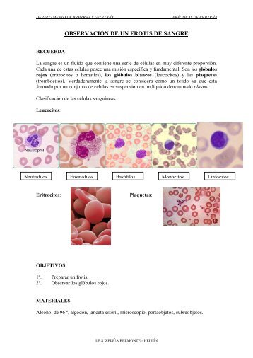 OBSERVACIÓN DE UN FROTIS DE SANGRE - IES Izpisúa Belmonte