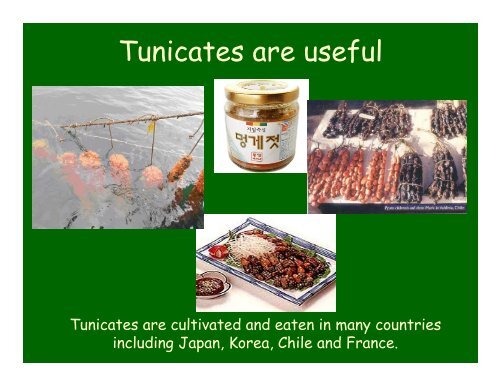 Tunicates by Rosana M. Rocha