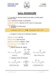 beta oxidación FICHA DE APRENDIZAJE - PROFESOR JANO es ...